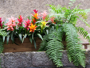 Temps de Flors 2021. Els Banys &Agrave;rabs