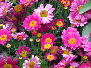Temps de Flors 2021. Escales de la bas&iacute;lica de Sant Feliu