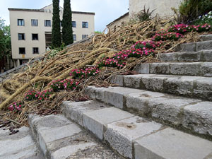 Temps de Flors 2021. Escales de la bas&iacute;lica de Sant Feliu