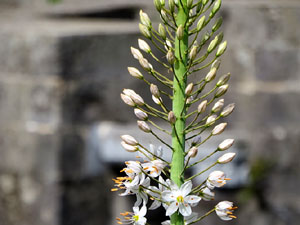 Temps de Flors 2021. Els Jardins de la Francesa
