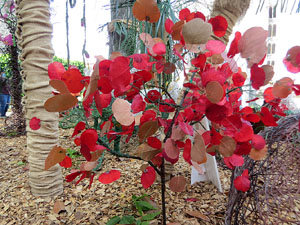 Temps de Flors 2021. Els Jardins de la Francesa