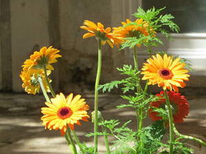 Temps de Flors 2021. El Pati de les Magn&ograve;lies