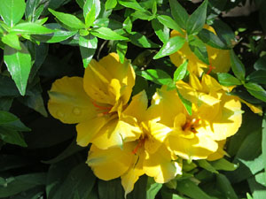 Temps de Flors 2021. El Pati de les Magn&ograve;lies