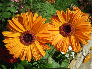 Temps de Flors 2021. El Pati de les Magn&ograve;lies