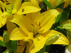 Temps de Flors 2021. El Pati de les Magn&ograve;lies