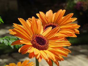 Temps de Flors 2021. El Pati de les Magn&ograve;lies