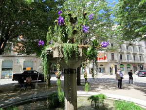 Temps de Flors 2021. Brollador de la plaça Marquès de Camps