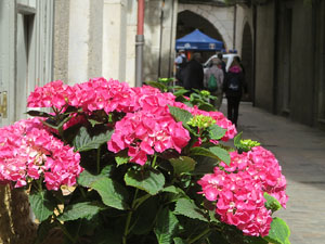 Temps de Flors 2021. Carrer Nou del Teatre