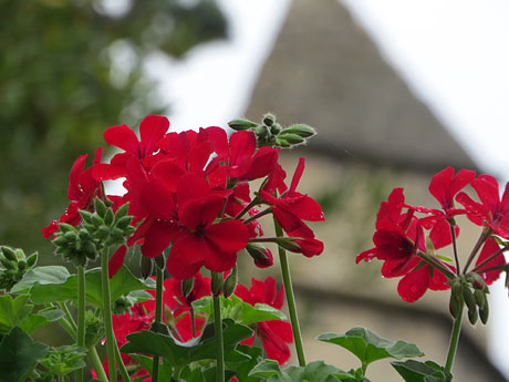 Temps de Flors 2021. UdG - Escales de Sant Dom&egrave;nec