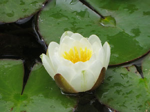 Temps de Flors 2021. Pla&ccedil;a de l'Assumpci&oacute;