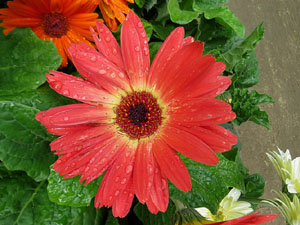 Temps de Flors 2021. Pla&ccedil;a de l'Assumpci&oacute;