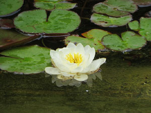 Temps de Flors 2021. Pla&ccedil;a de l'Assumpci&oacute;
