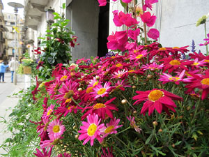 Temps de Flors 2021. Carrer de Santa Clara