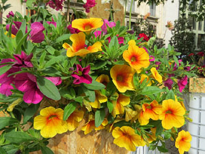 Temps de Flors 2021. Carrer de Santa Clara