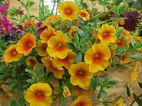 Temps de Flors 2021. Carrer de Santa Clara