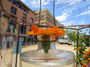 Temps de Flors 2021. Pla&ccedil;a de Santa Susanna del Mercadal