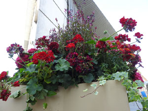 Temps de Flors 2022. Centre Comercial - Rambla de la Llibertat