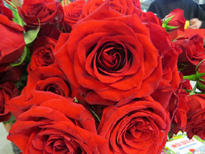 Diada de Sant Jordi 2022 a Girona