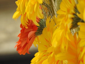 Temps de Flors 2022. UdG. Edifici Les &Agrave;ligues