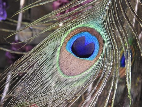 Temps de Flors 2022. Ajuntament - Entrada