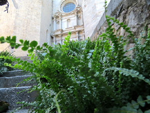 Temps de Flors 2022. Basílica de Sant Feliu. Escalinata principal