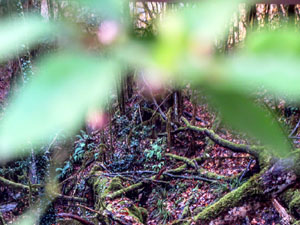 Temps de Flors 2022. Centre Cultural La Merc&egrave;