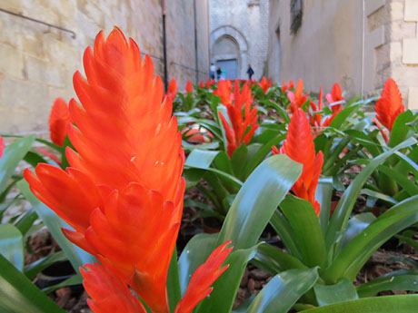 Temps de Flors 2022. Escalinata nord de la Bas&iacute;lica de Sant Feliu