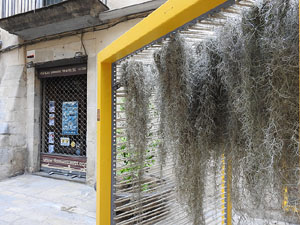 Temps de Flors 2022. Pla&ccedil;a de les Castanyes