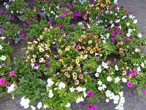 Temps de Flors 2022. Rambla Jacint Verdaguer