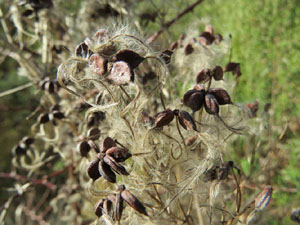 El fort dels Caputxins
