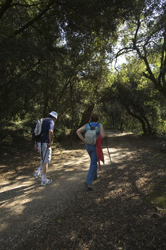 Camí de la font del Ferro. 2008