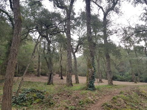 L'entorn de la font dels Lleons