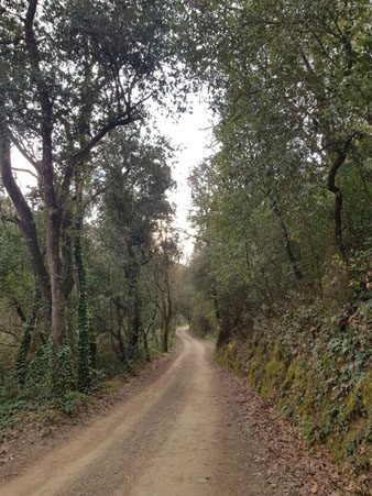 El cam&iacute; de la font dels Lleons