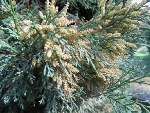 El Passeig Arqueol&ograve;gic. Observacions naturalistes