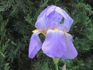 El Passeig Arqueol&ograve;gic. Observacions naturalistes
