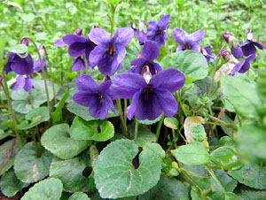 El Passeig Arqueol&ograve;gic. Observacions naturalistes