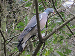 El Passeig Arqueol&ograve;gic. Observacions naturalistes