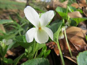 El Passeig Arqueol&ograve;gic. Observacions naturalistes