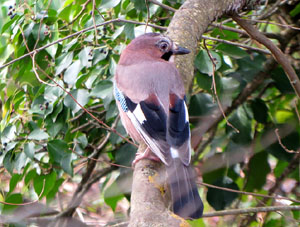 El Passeig Arqueol&ograve;gic. Observacions naturalistes
