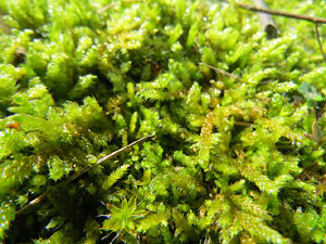 El Passeig Arqueol&ograve;gic. Observacions naturalistes