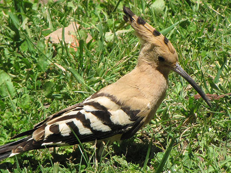 El Passeig Arqueol&ograve;gic. Observacions naturalistes