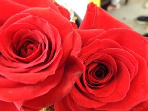 Sant Jordi 2023. Diada de Sant Jordi 2023 a Girona