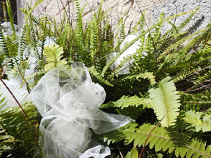 Temps de Flors 2023. Catedral - Passadís al fossat de l'absis