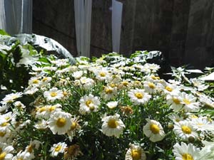 Temps de Flors 2023. Catedral - Passadís al fossat de l'absis