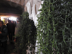 Temps de Flors 2023. Catedral - Passadís al fossat de l'absis