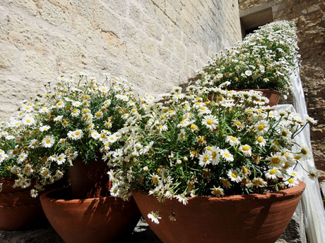 Temps de Flors 2023. Catedral - Passadís al fossat de l'absis