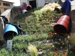 Temps de Flors 2023. Esgl&eacute;sia dels Dolors (escales)l'esdeveniment