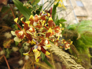 Temps de Flors 2023. Carrer Ferran el cat&ograve;lic - paret