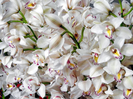 Temps de Flors 2023. Edifici F&ograve;rum