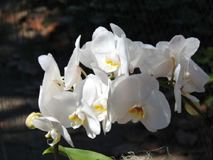 Temps de Flors 2023. Jardins de la Francesal'esdeveniment